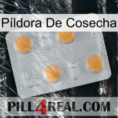 Píldora De Cosecha 24